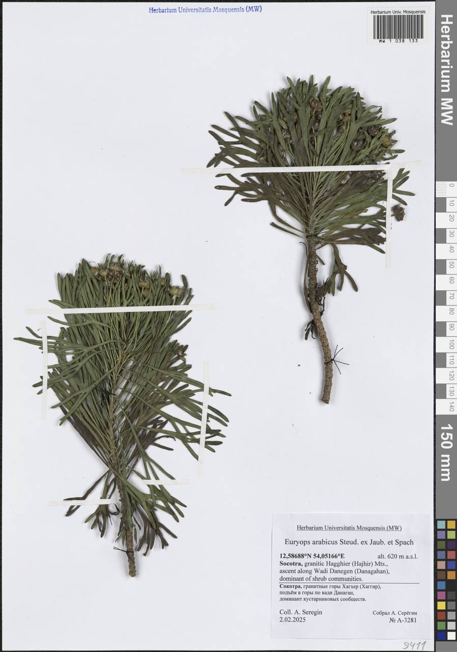 Euryops arabicus Steud. ex Jaub. & Spach, Зарубежная Азия (ASIA) (Йемен)