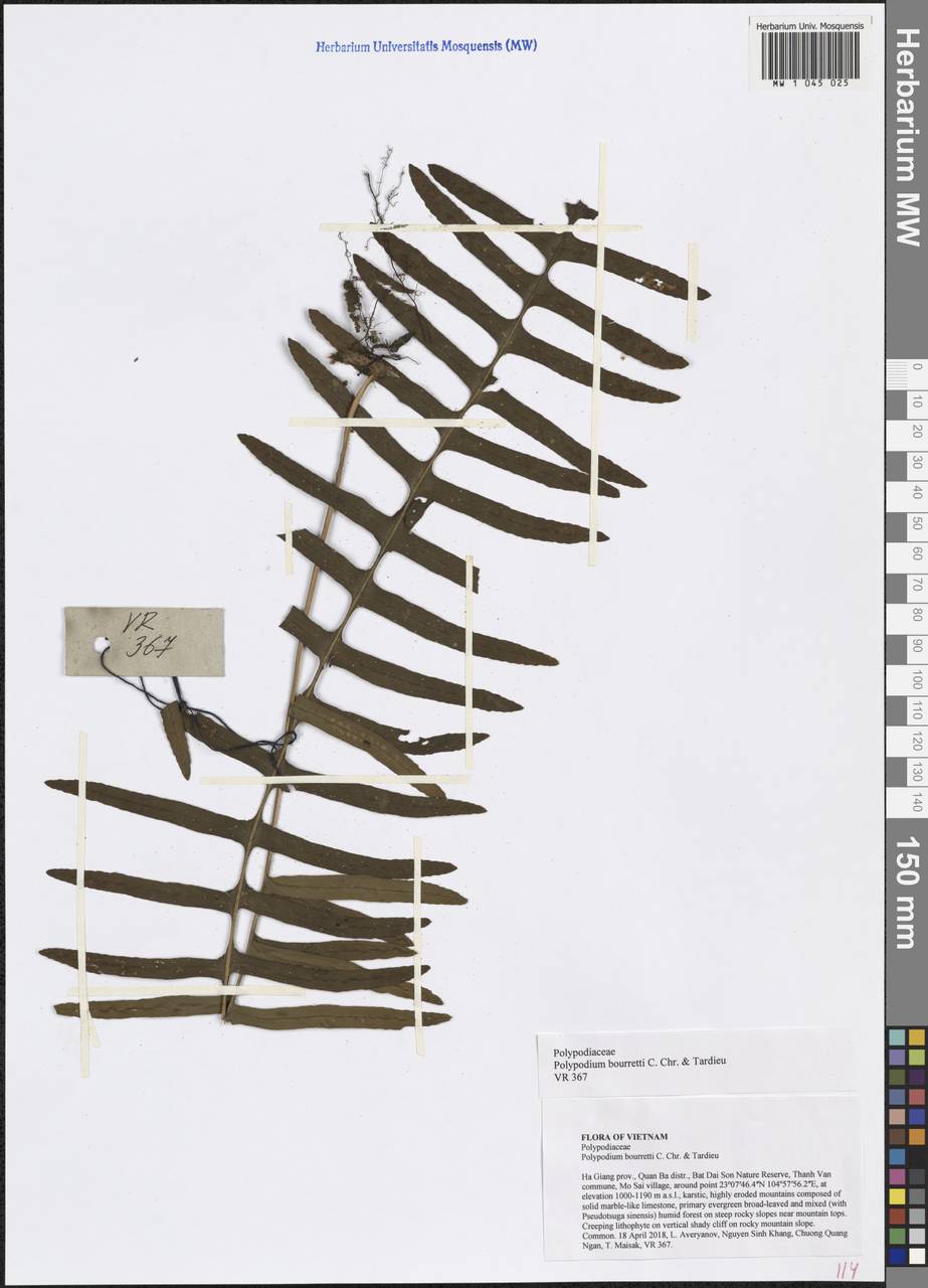 Goniophlebium bourretii (C. Chr. & Tardieu) X. C. Zhang, Зарубежная Азия (ASIA) (Вьетнам)