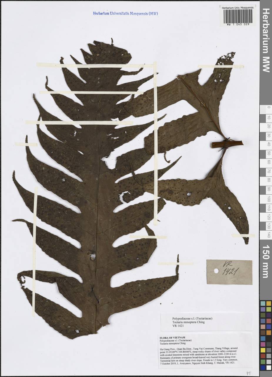 Tectaria balansae (C. Chr.) C. Chr., Зарубежная Азия (ASIA) (Вьетнам)