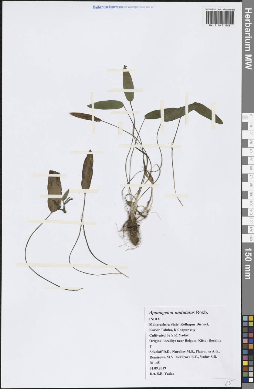 Aponogeton undulatus Roxb., Зарубежная Азия (ASIA) (Индия)