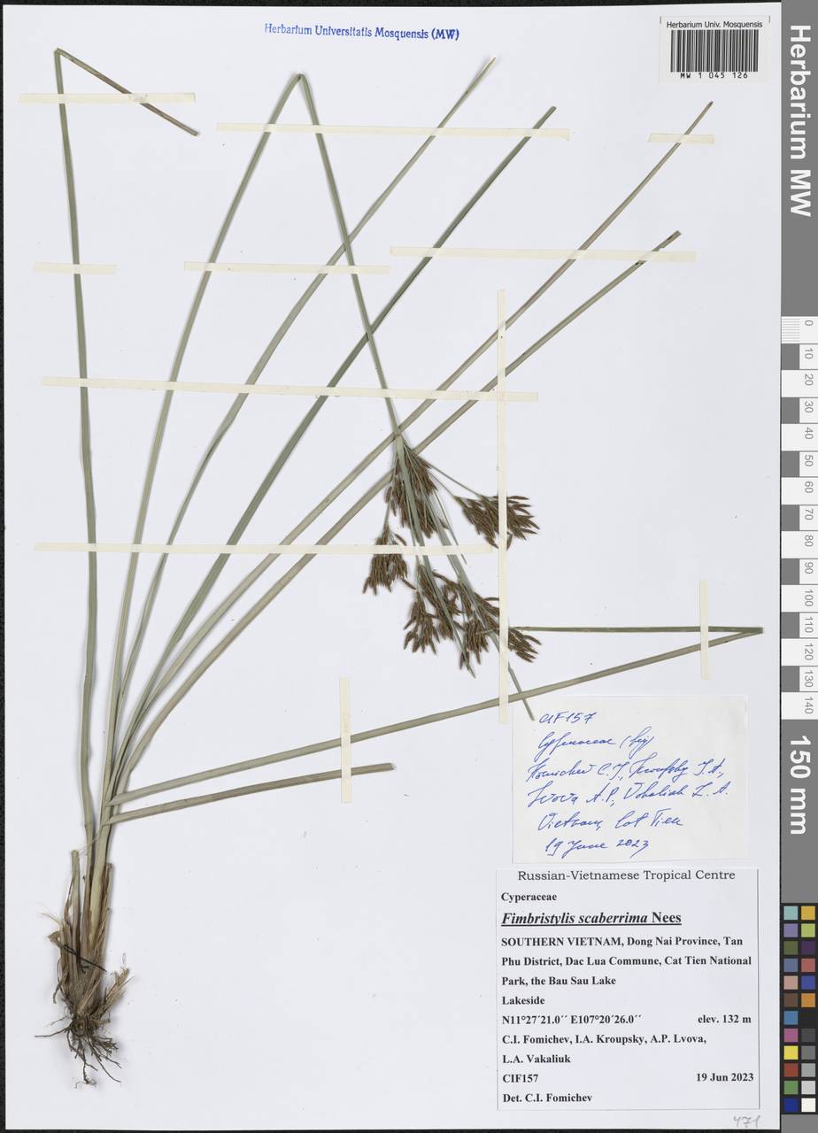 Fimbristylis scaberrima Nees, Зарубежная Азия (ASIA) (Вьетнам)