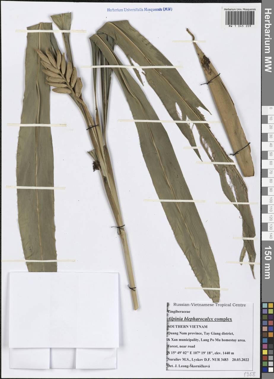 Alpinia roxburghii Sweet, Зарубежная Азия (ASIA) (Вьетнам)