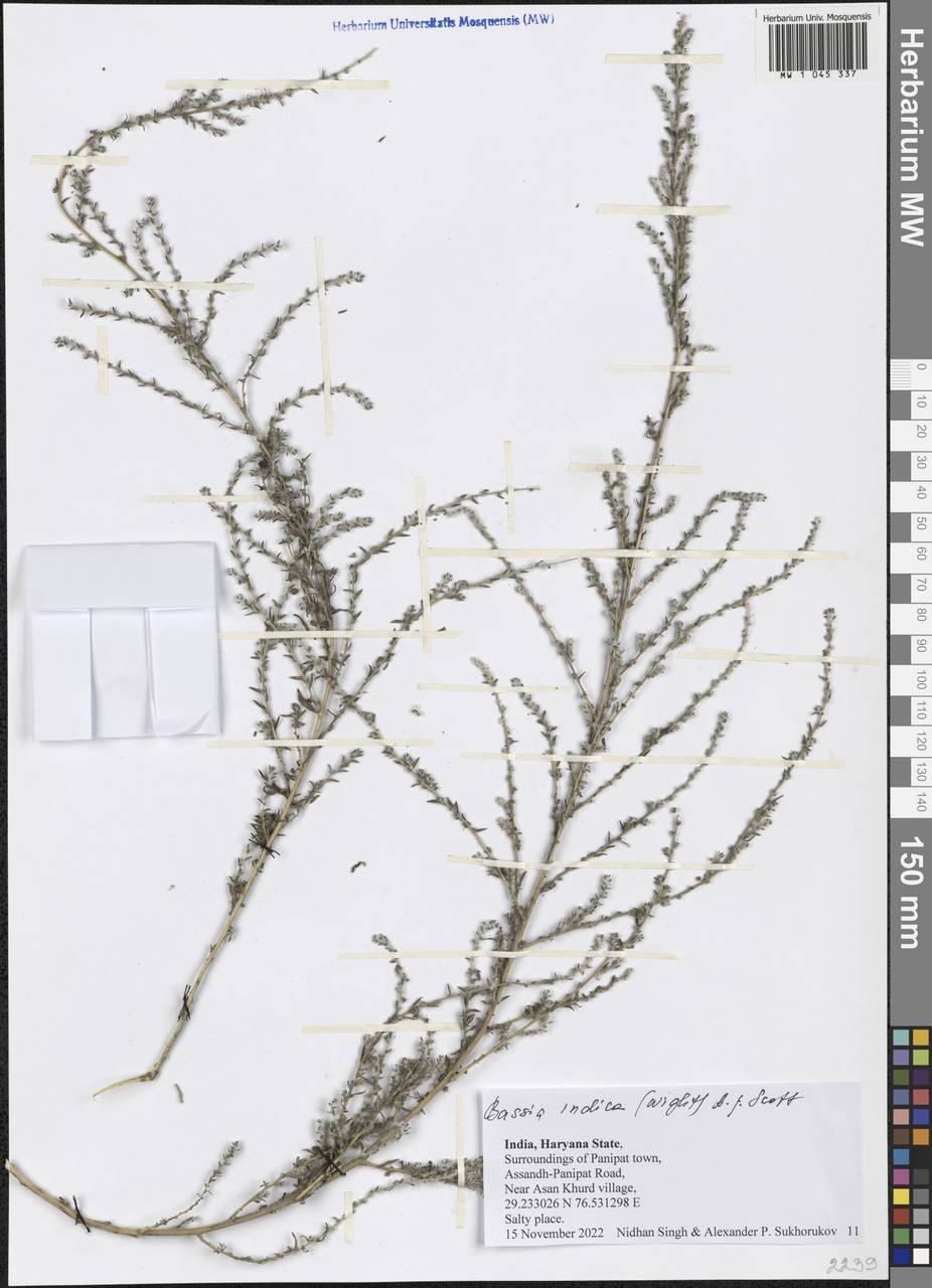 Bassia indica (Wight) A. J. Scott, Зарубежная Азия (ASIA) (Индия)