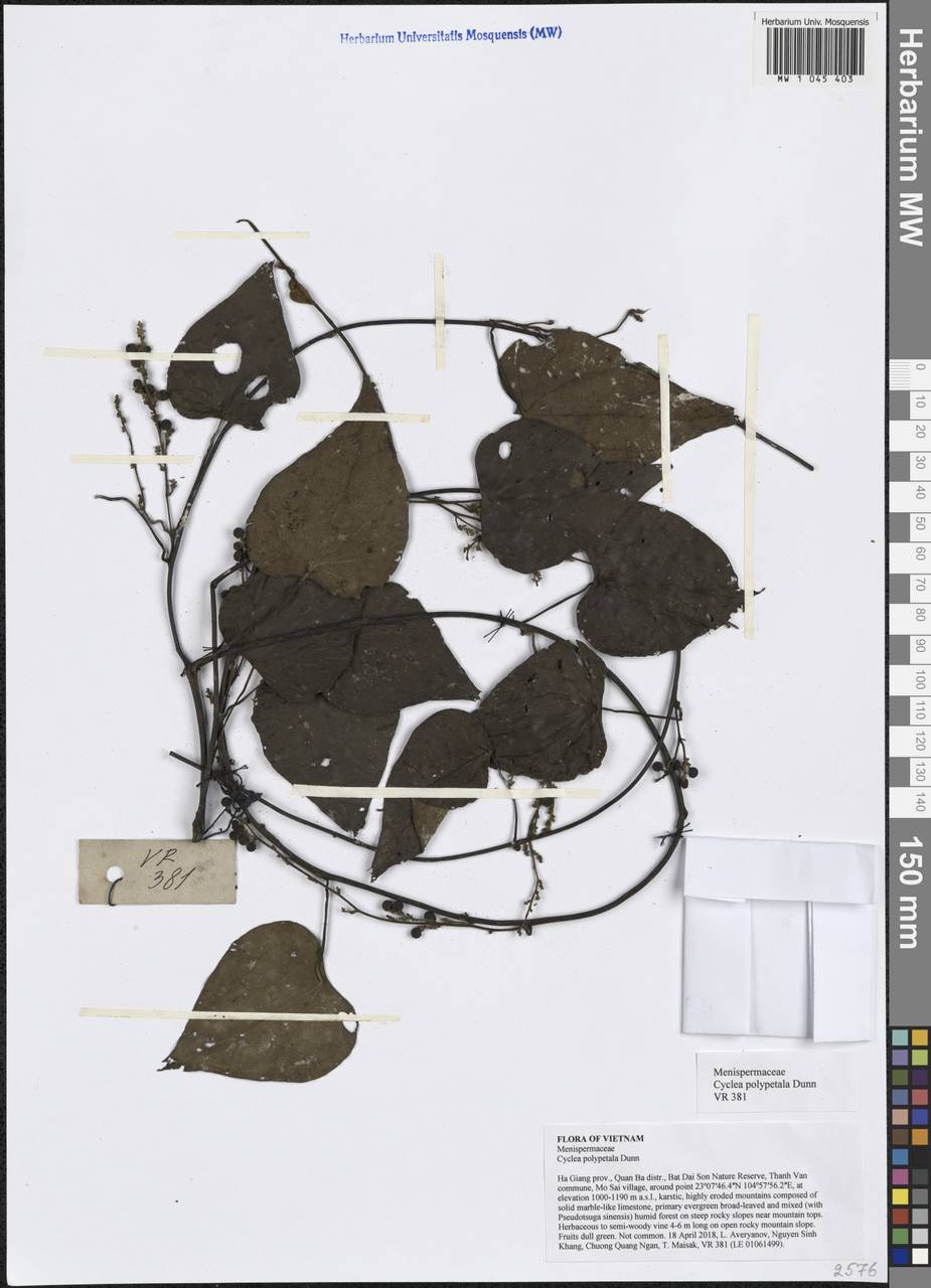Cyclea polypetala Dunn, Зарубежная Азия (ASIA) (Вьетнам)