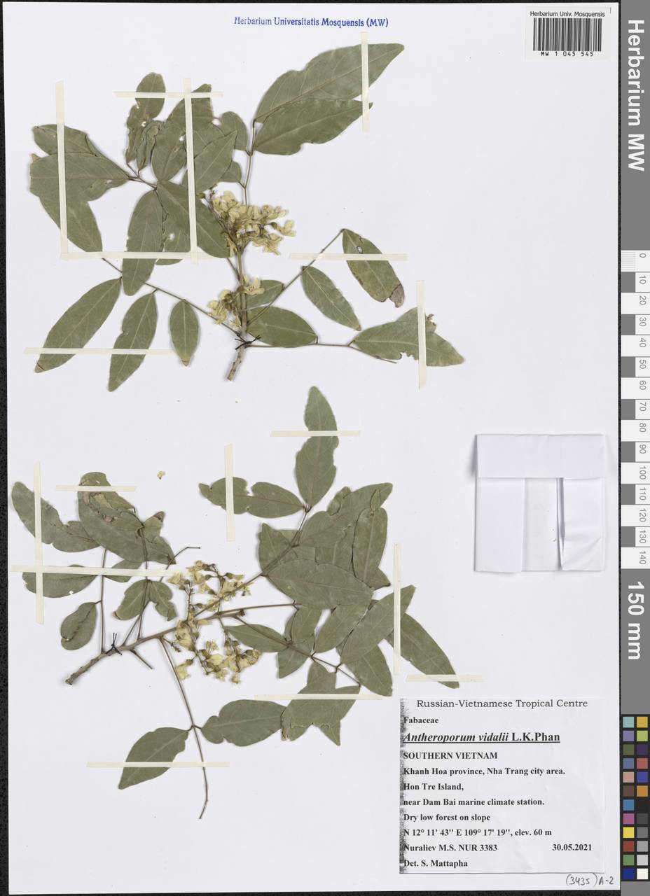 Antheroporum vidalii L.K.Phan, Зарубежная Азия (ASIA) (Вьетнам)