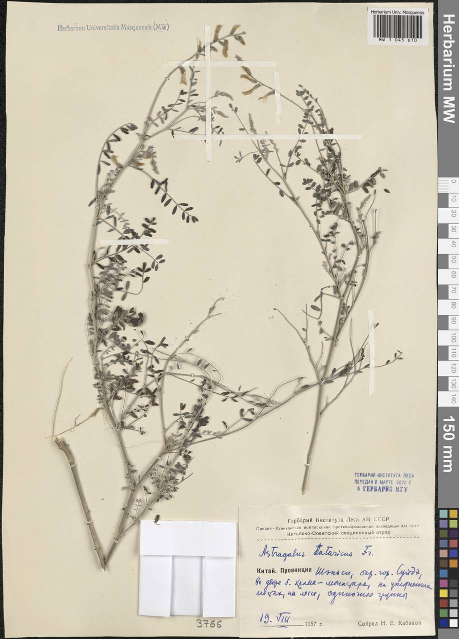 Astragalus zacharensis Bunge, Зарубежная Азия (ASIA) (КНР)