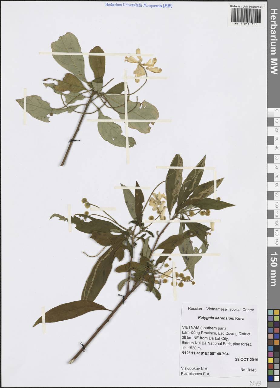 Polygala karensium Kurz, Зарубежная Азия (ASIA) (Вьетнам)