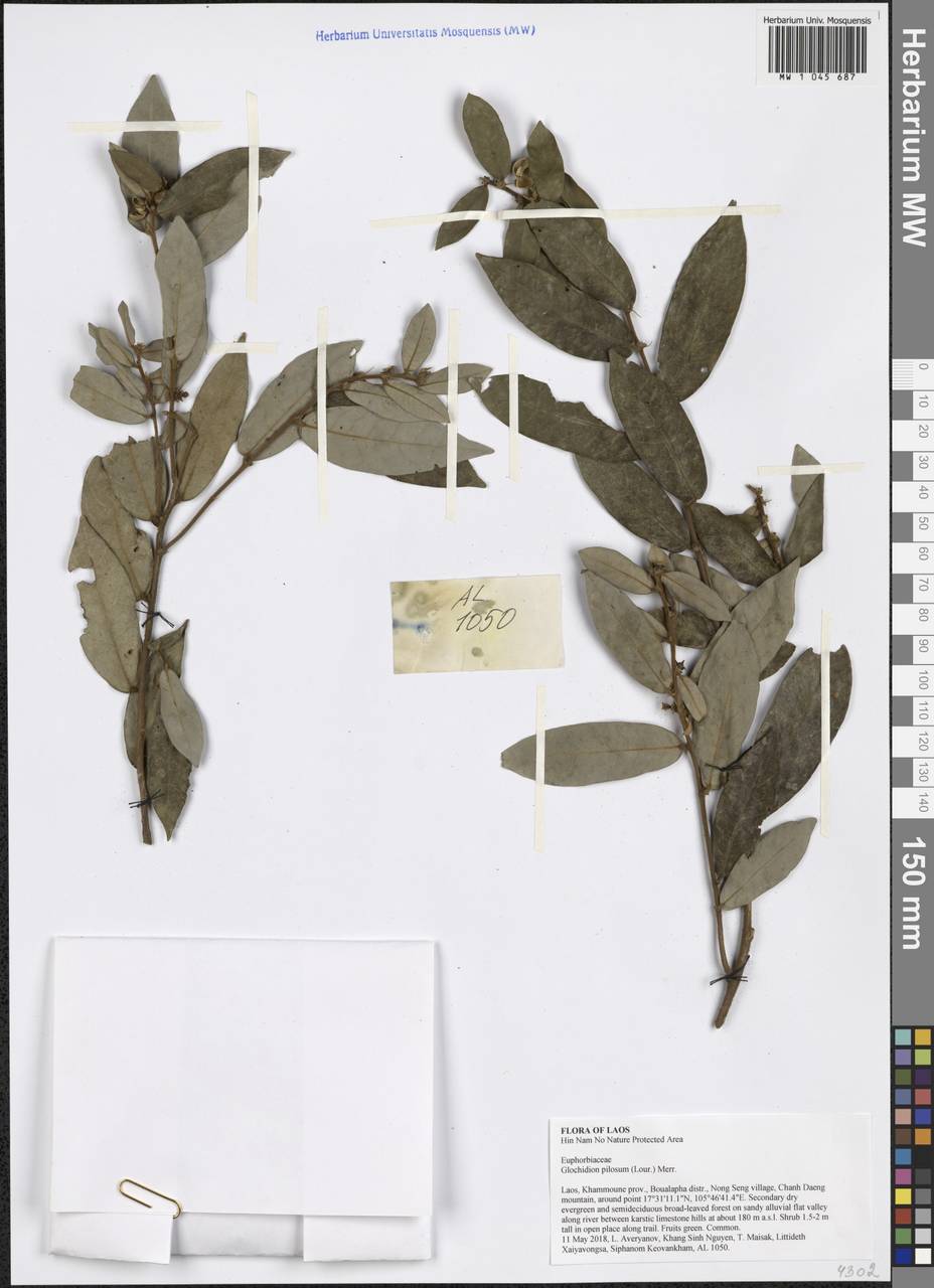 Glochidion pilosum (Lour.) Merr., Зарубежная Азия (ASIA) (Лаос)