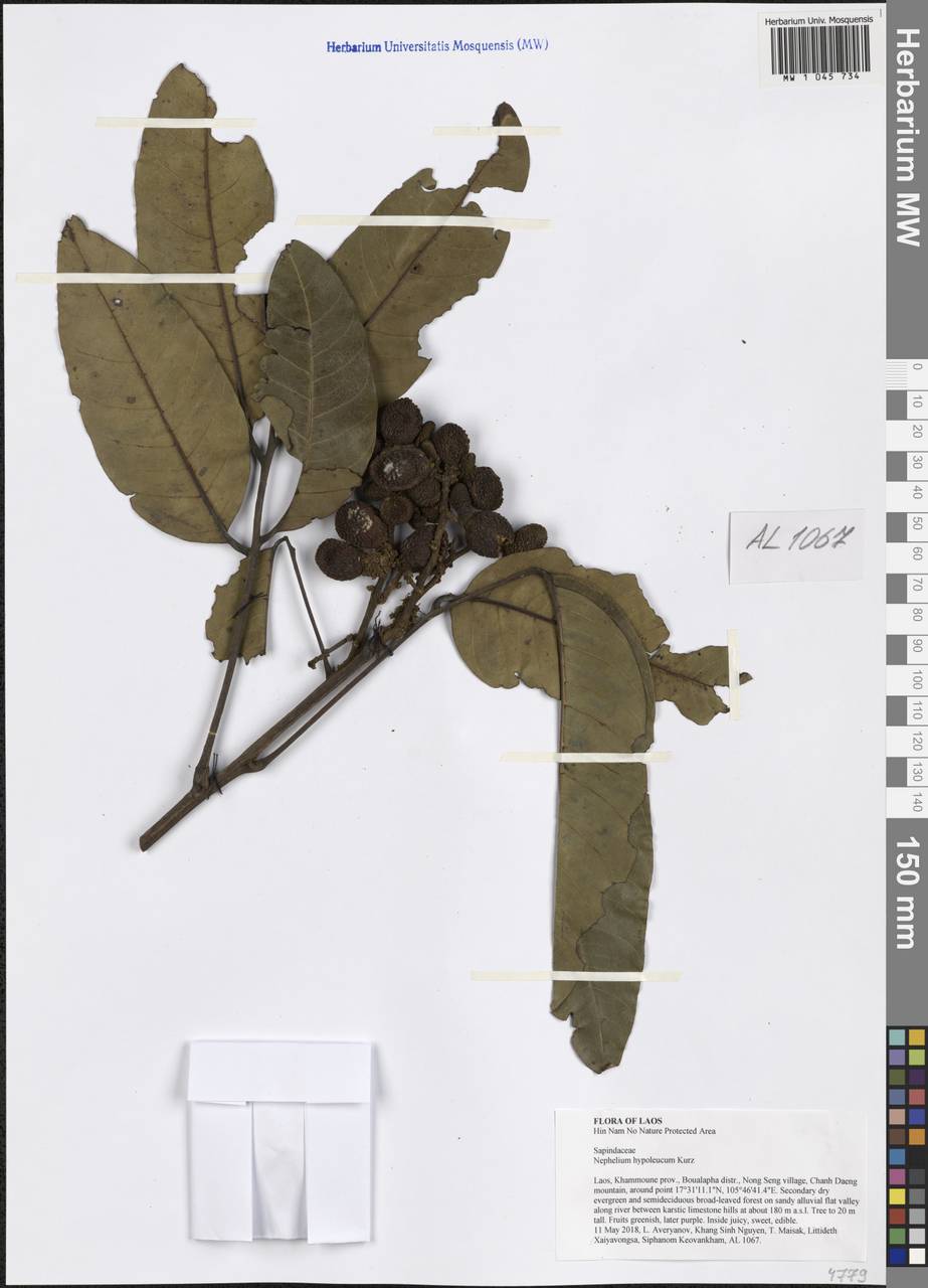 Nephelium hypoleucum Kurz, Зарубежная Азия (ASIA) (Лаос)