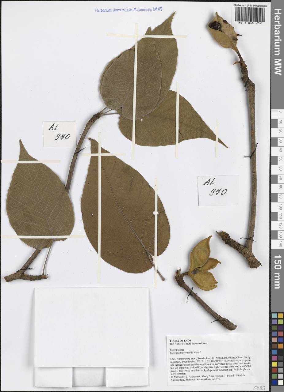 Sterculia macrophylla Vent., Зарубежная Азия (ASIA) (Лаос)