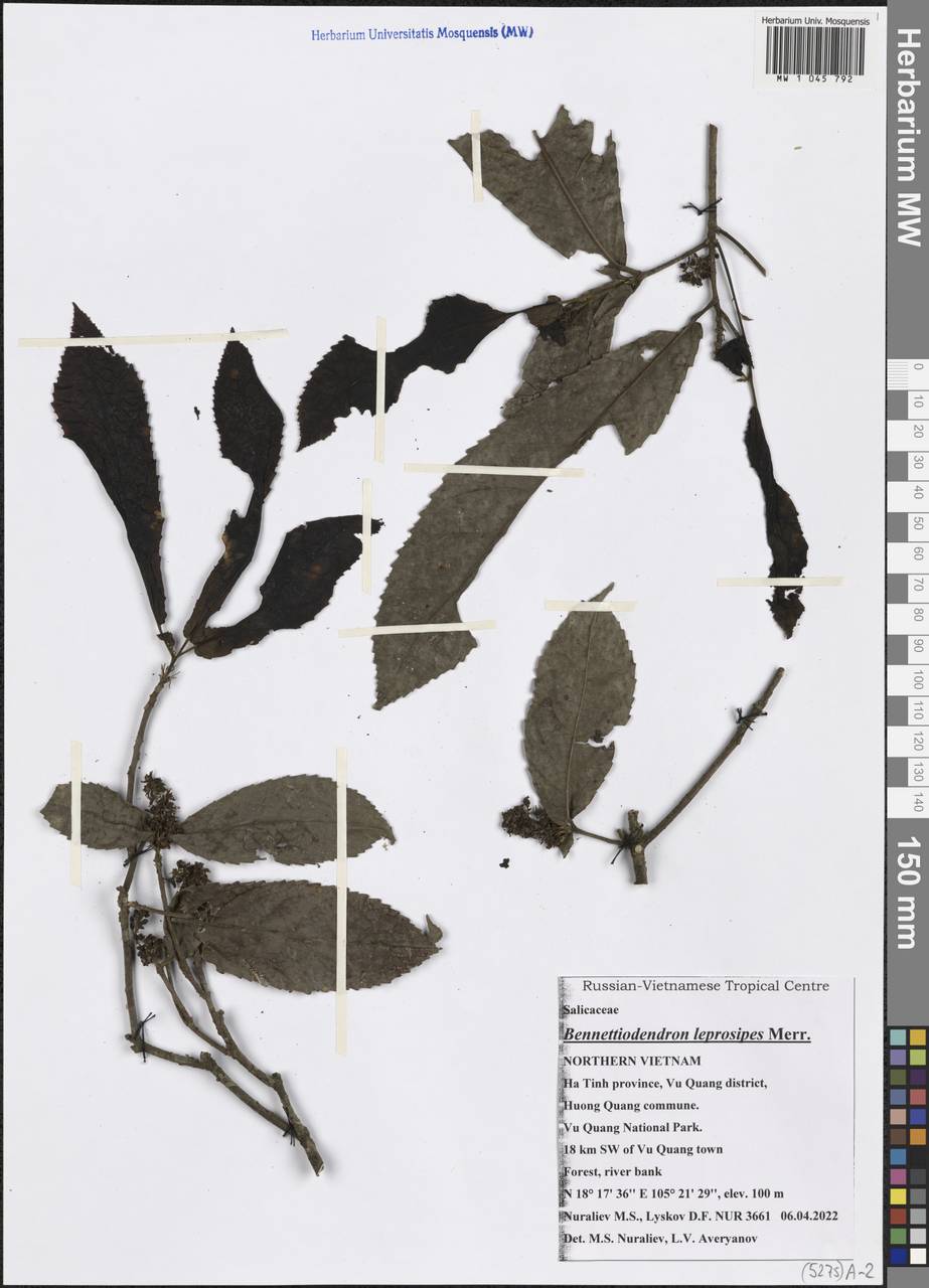 Bennettiodendron leprosipes (Clos) Merr., Зарубежная Азия (ASIA) (Вьетнам)