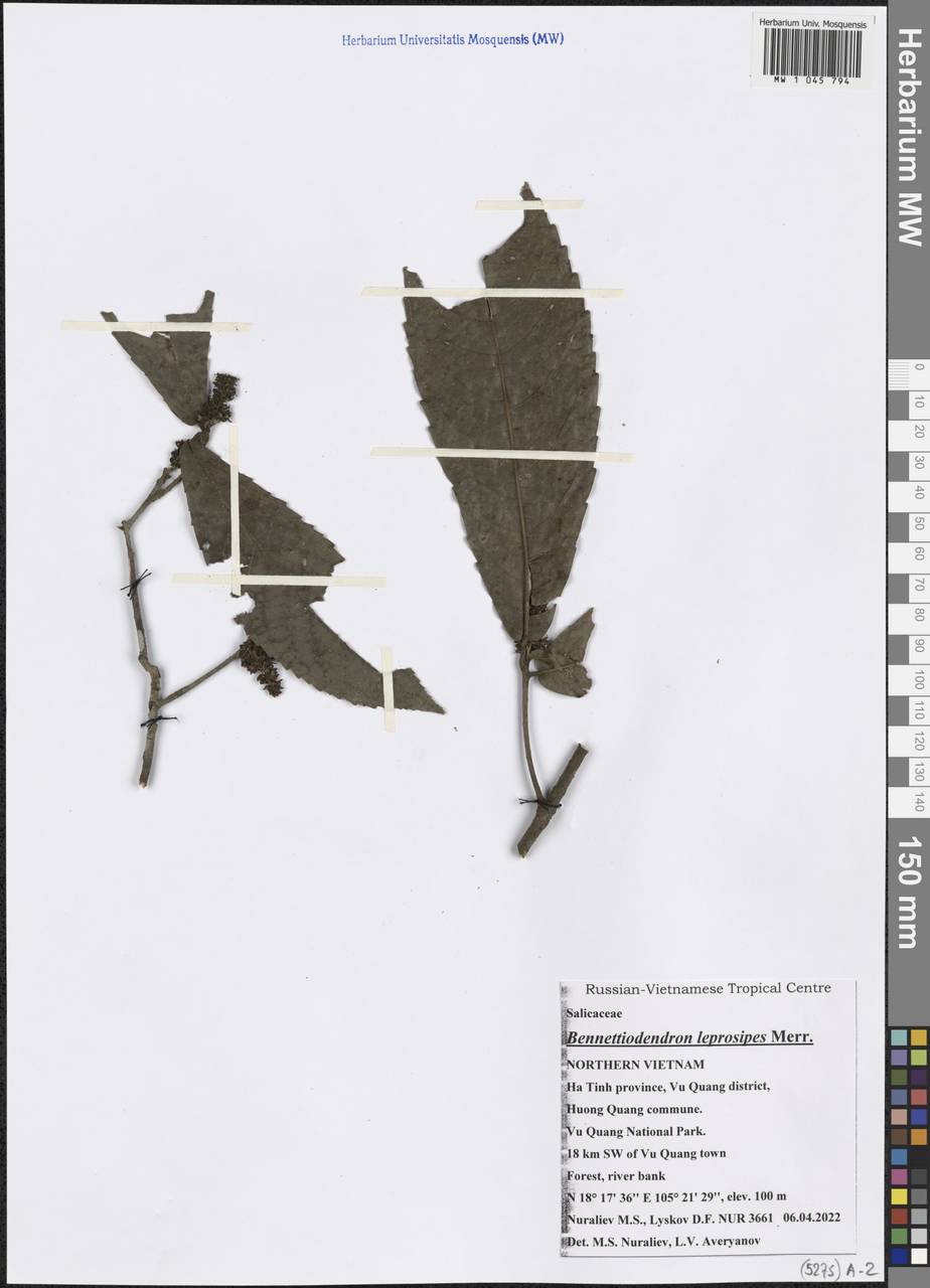 Bennettiodendron leprosipes (Clos) Merr., Зарубежная Азия (ASIA) (Вьетнам)