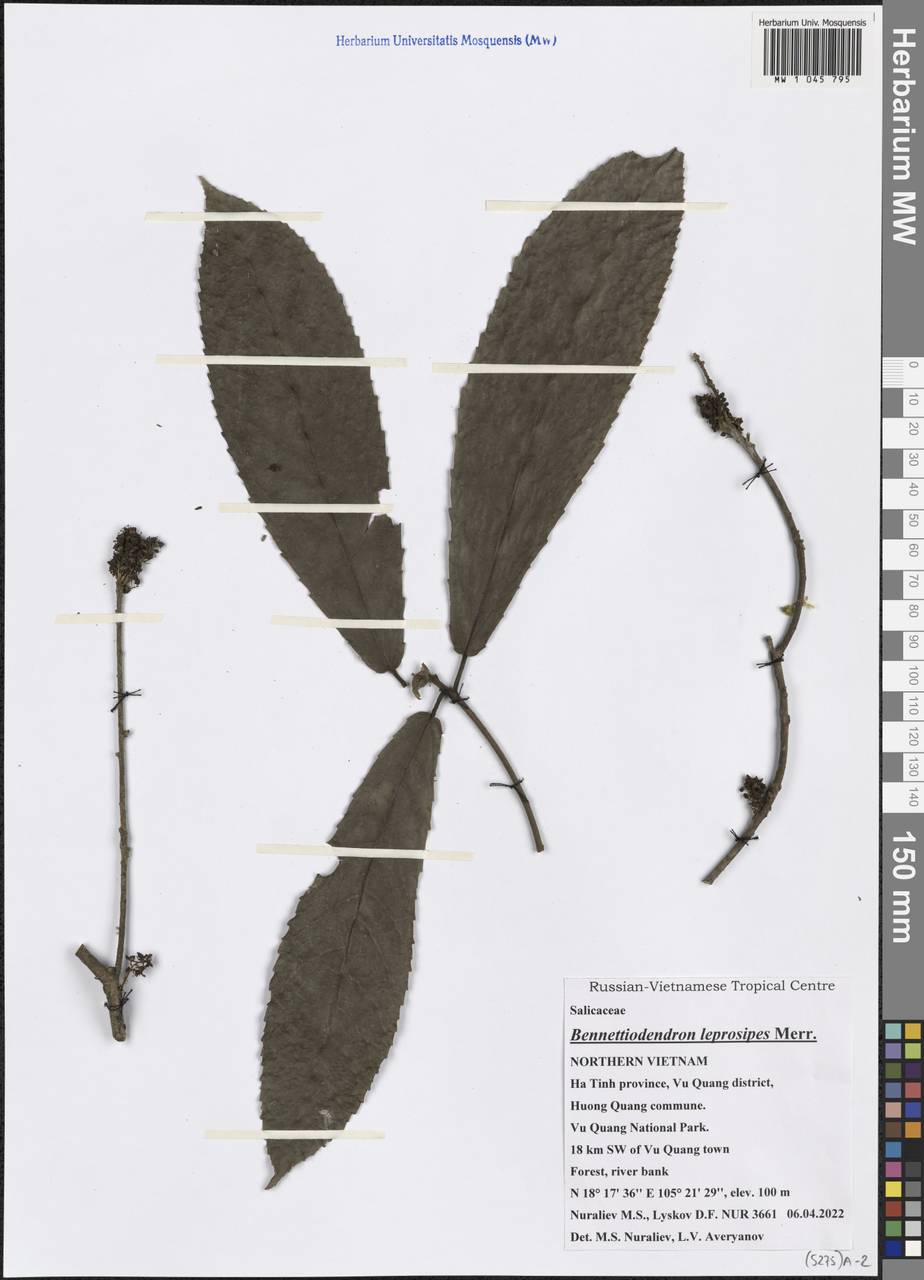 Bennettiodendron leprosipes (Clos) Merr., Зарубежная Азия (ASIA) (Вьетнам)