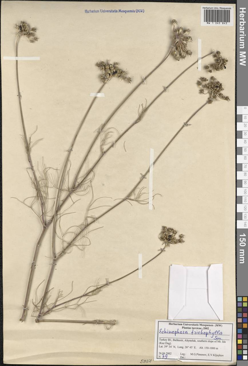 Echinophora trichophylla J. E. Sm., Зарубежная Азия (ASIA) (Турция)