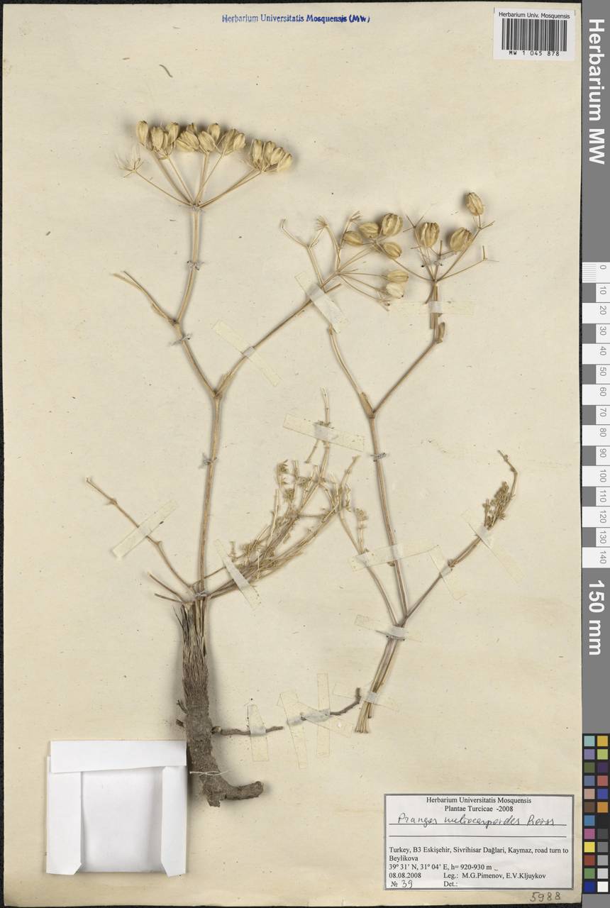 Prangos meliocarpoides Boiss., Зарубежная Азия (ASIA) (Турция)