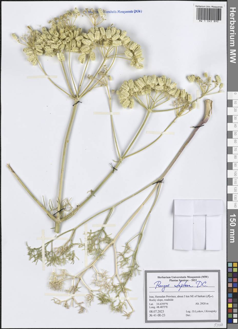 Прангос курчавокрылый DC., Зарубежная Азия (ASIA) (Иран)