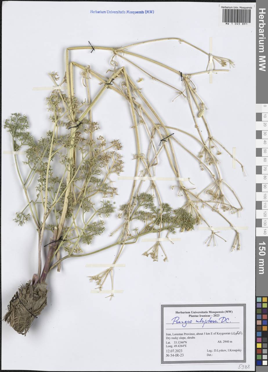 Прангос курчавокрылый DC., Зарубежная Азия (ASIA) (Иран)