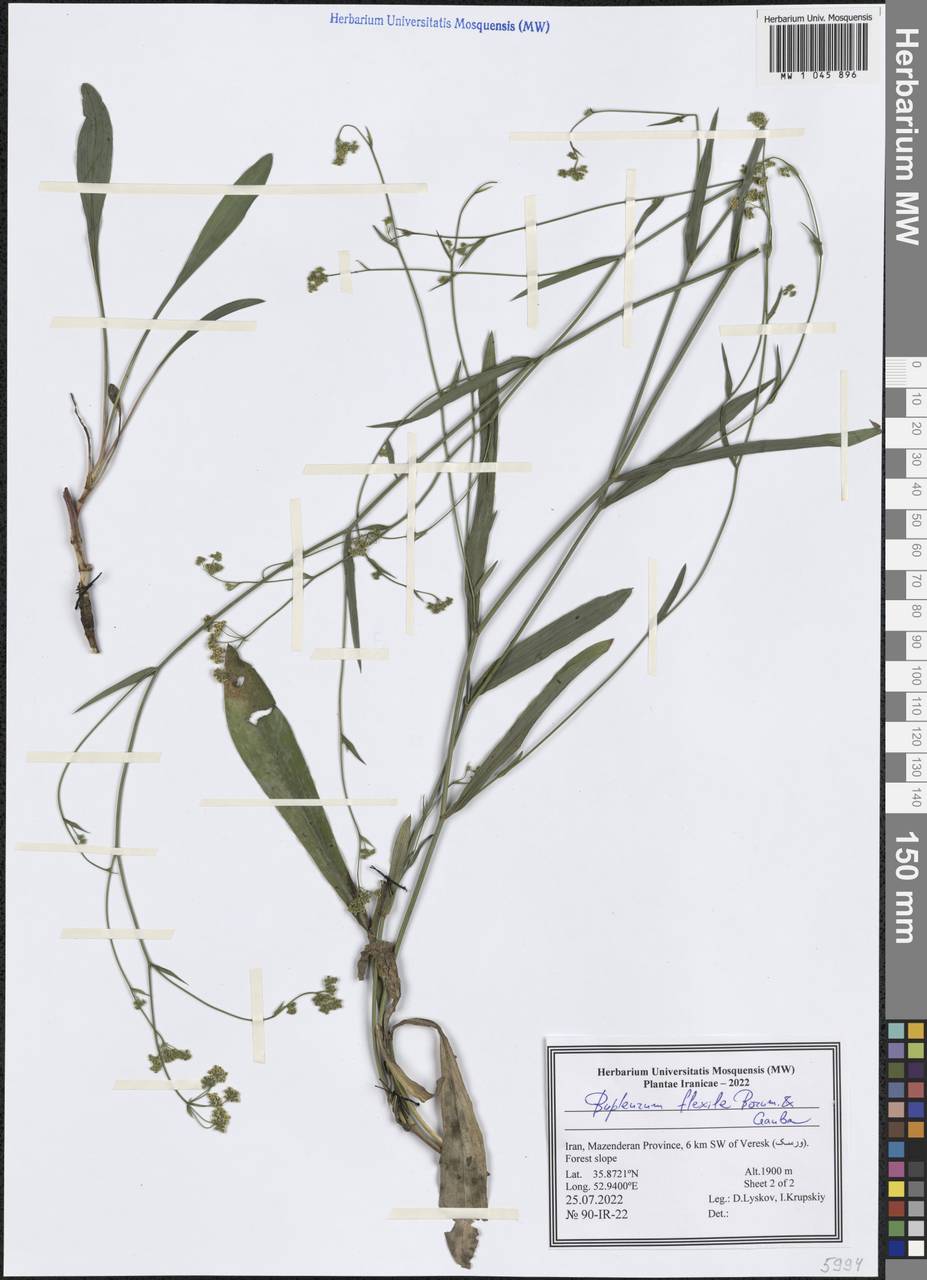 Bupleurum flexile Bornm. & Gauba, Зарубежная Азия (ASIA) (Иран)