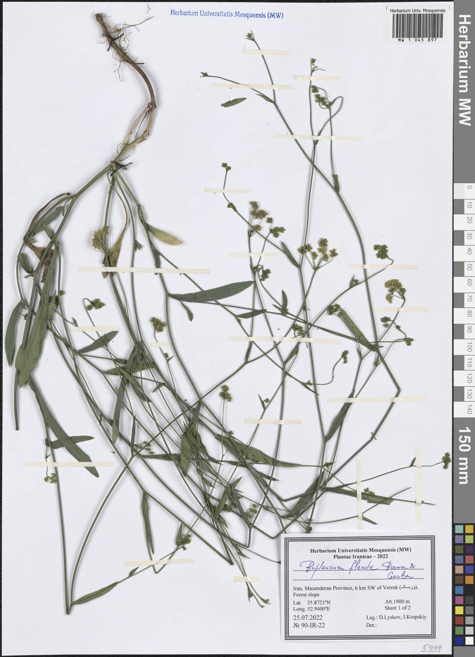 Bupleurum flexile Bornm. & Gauba, Зарубежная Азия (ASIA) (Иран)