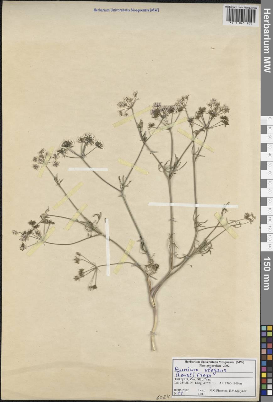 Буниум изящный (Fenzl) Freyn, Зарубежная Азия (ASIA) (Турция)