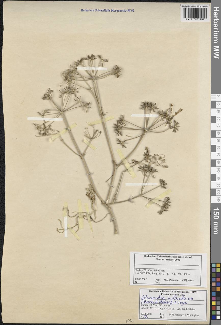 Elwendia cylindrica (Boiss. & Hausskn.) Pimenov & Kljuykov, Зарубежная Азия (ASIA) (Турция)