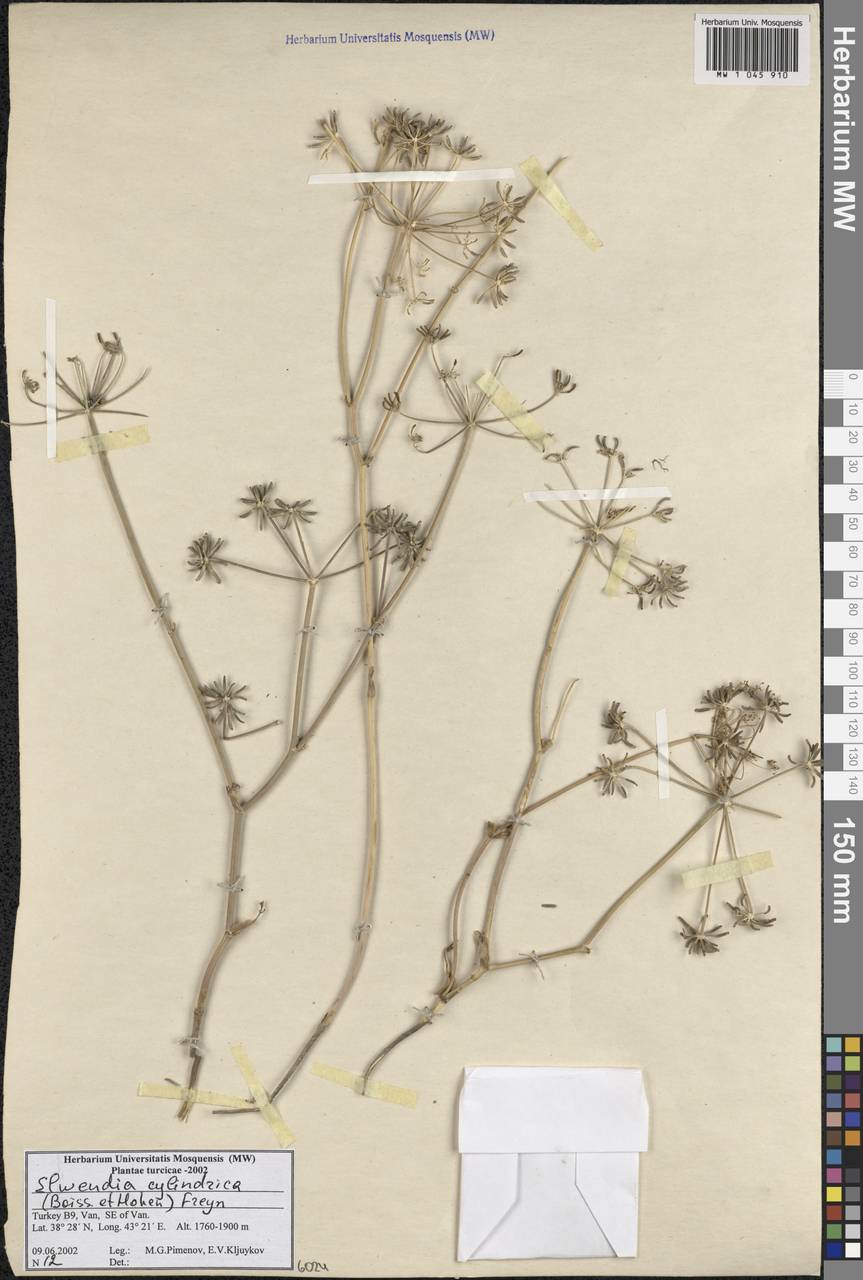 Elwendia cylindrica (Boiss. & Hausskn.) Pimenov & Kljuykov, Зарубежная Азия (ASIA) (Турция)