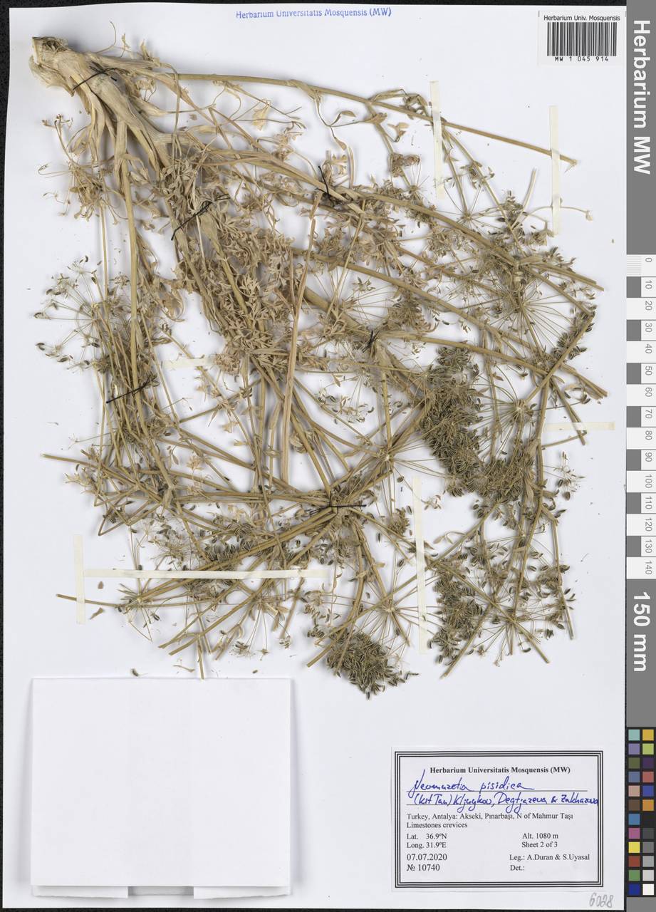 Neomuretia pisidica (Kit Tan) Kljuykov, Degtjareva & Zakharova, Зарубежная Азия (ASIA) (Турция)