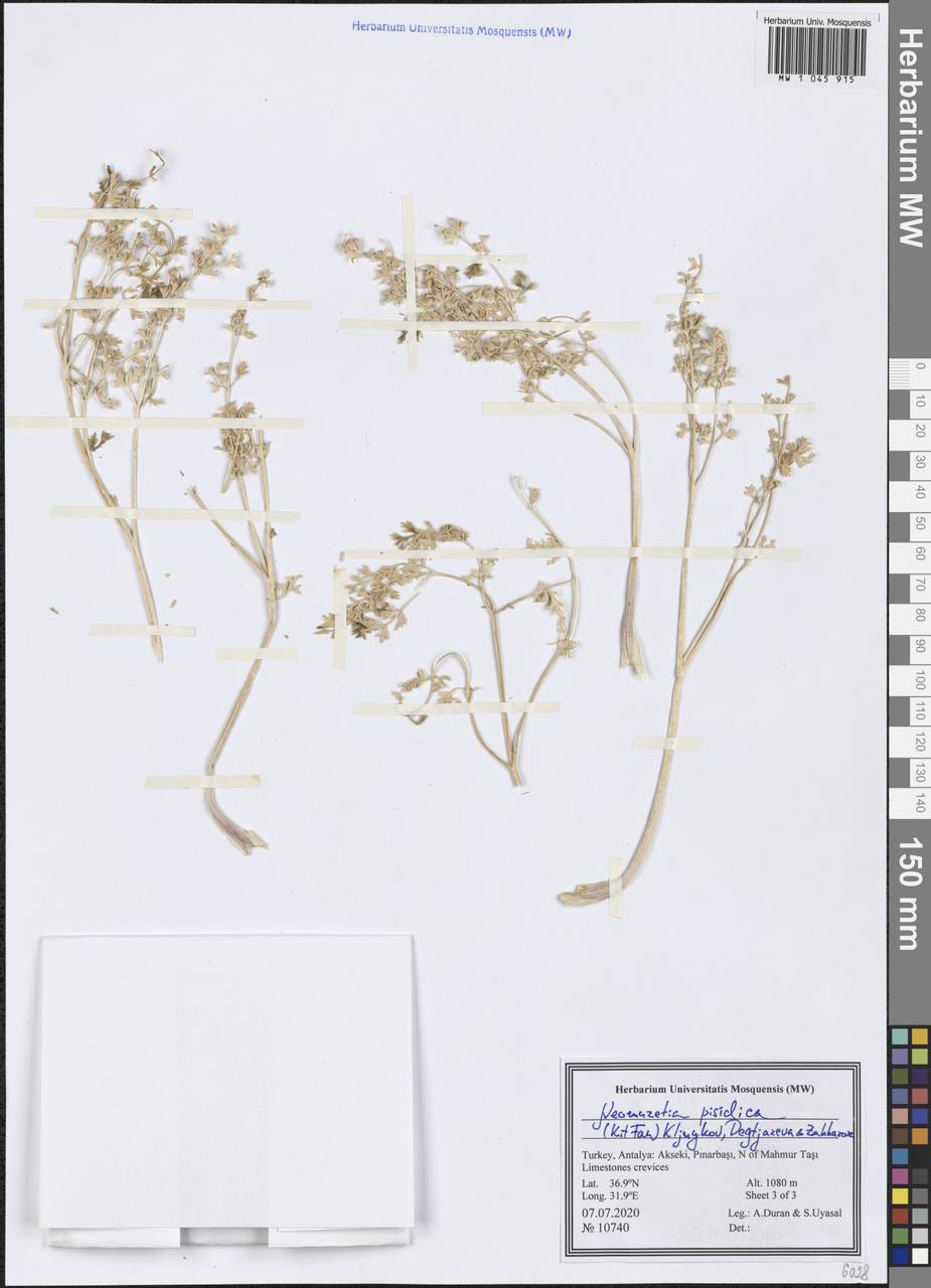 Neomuretia pisidica (Kit Tan) Kljuykov, Degtjareva & Zakharova, Зарубежная Азия (ASIA) (Турция)