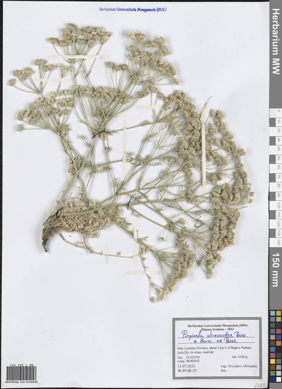 Pimpinella oliverioides Boiss. & Hausskn., Зарубежная Азия (ASIA) (Иран)