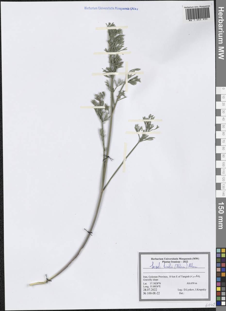 Seseli kiabii (Akhani) Akhani, Зарубежная Азия (ASIA) (Иран)