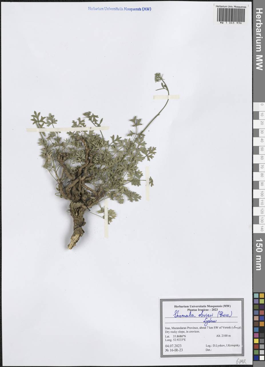 Shomalia olivieri (Boiss.) Lyskov, Зарубежная Азия (ASIA) (Иран)