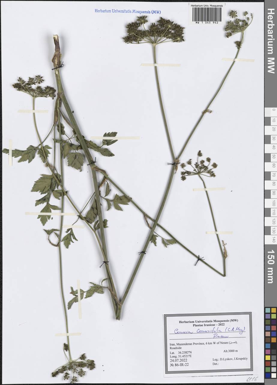Cervaria cervariifolia (C.A.Mey.) Pimenov, Зарубежная Азия (ASIA) (Иран)