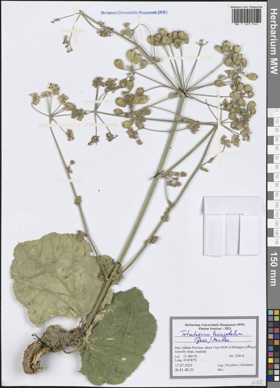 Tetrataenium lasiopetalum (Boiss.) Manden., Зарубежная Азия (ASIA) (Иран)