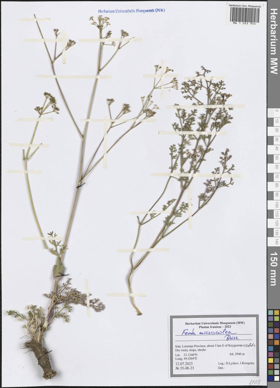 Ferula microcolea (Boiss.) Boiss., Зарубежная Азия (ASIA) (Иран)