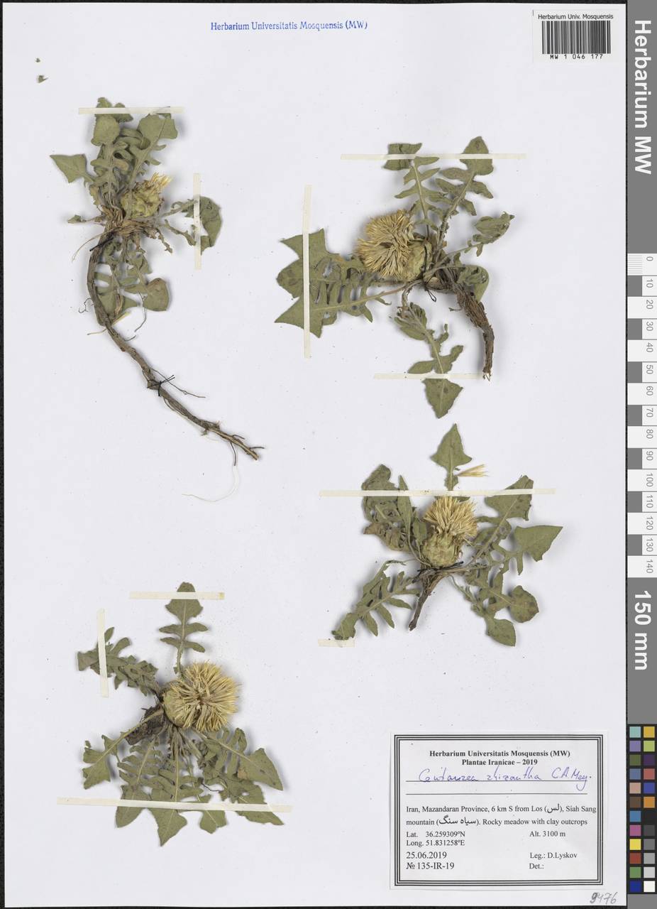 Василек корнецветковый C. A. Mey., Зарубежная Азия (ASIA) (Иран)