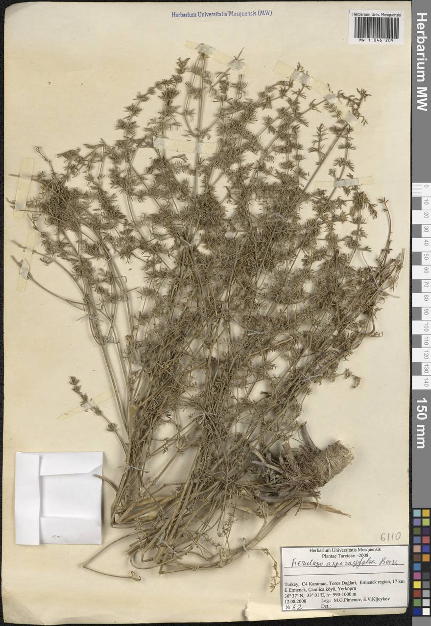 Ферульник спаржелистный Boiss., Зарубежная Азия (ASIA) (Турция)
