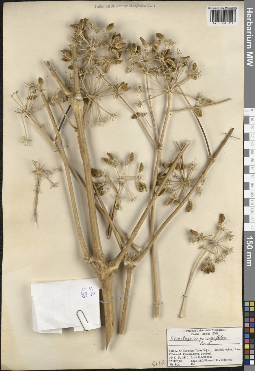 Ферульник спаржелистный Boiss., Зарубежная Азия (ASIA) (Турция)