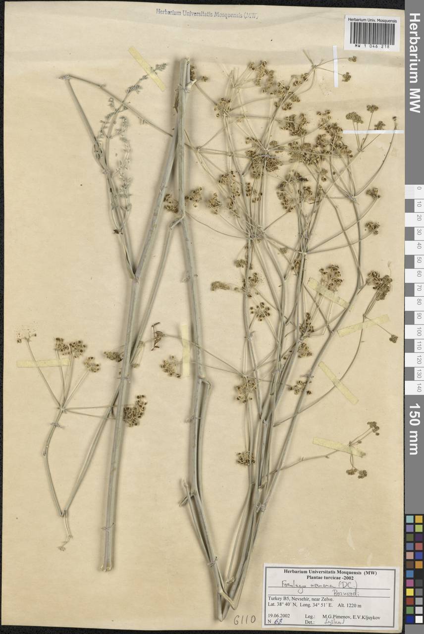 Ferulago armena (DC.) Bernardi, Зарубежная Азия (ASIA) (Турция)