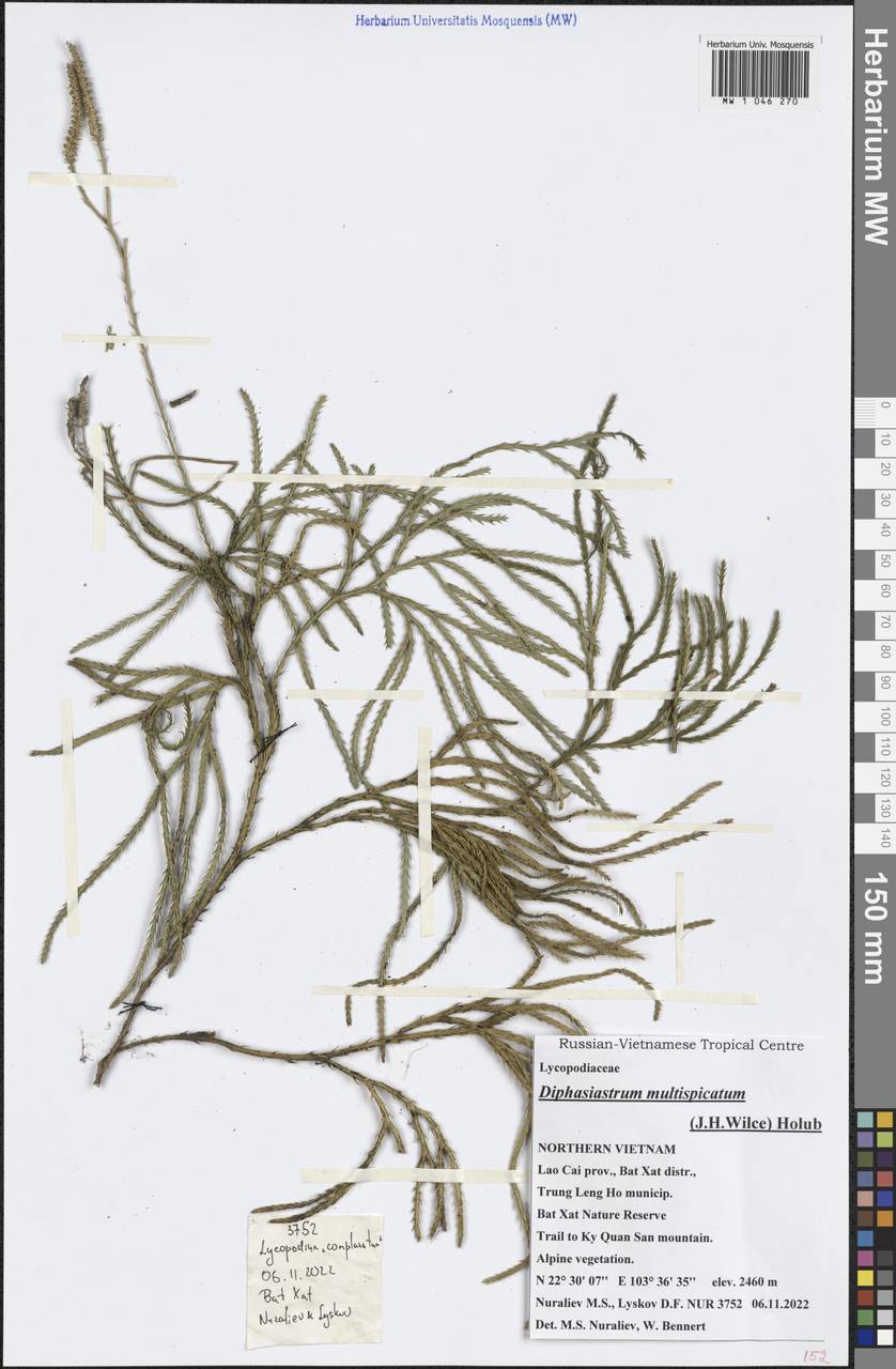 Diphasiastrum multispicatum (J. H. Wilce) Holub, Зарубежная Азия (ASIA) (Вьетнам)