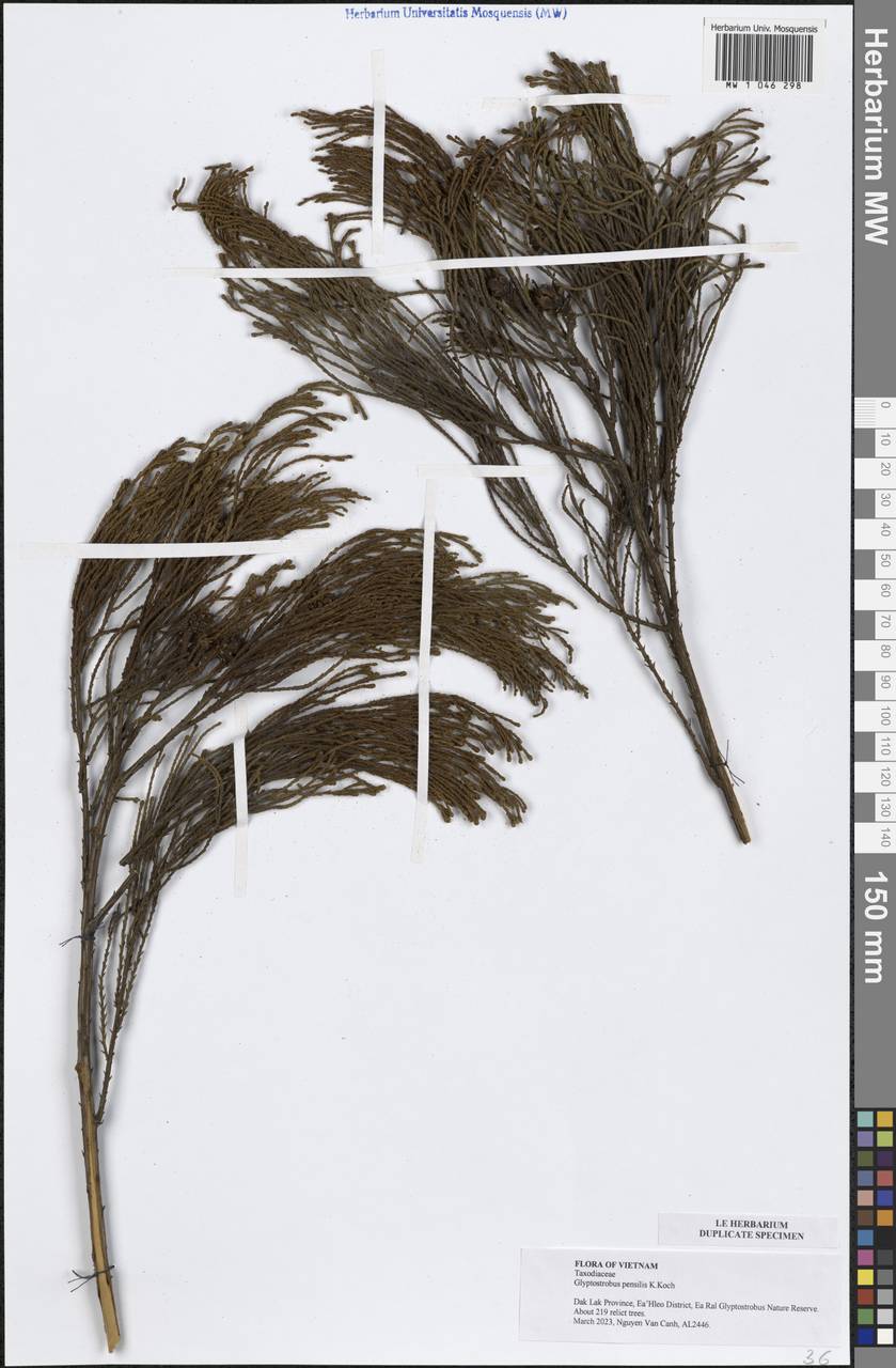 Glyptostrobus pensilis (Staunton ex D.Don) K.Koch, Зарубежная Азия (ASIA) (Вьетнам)