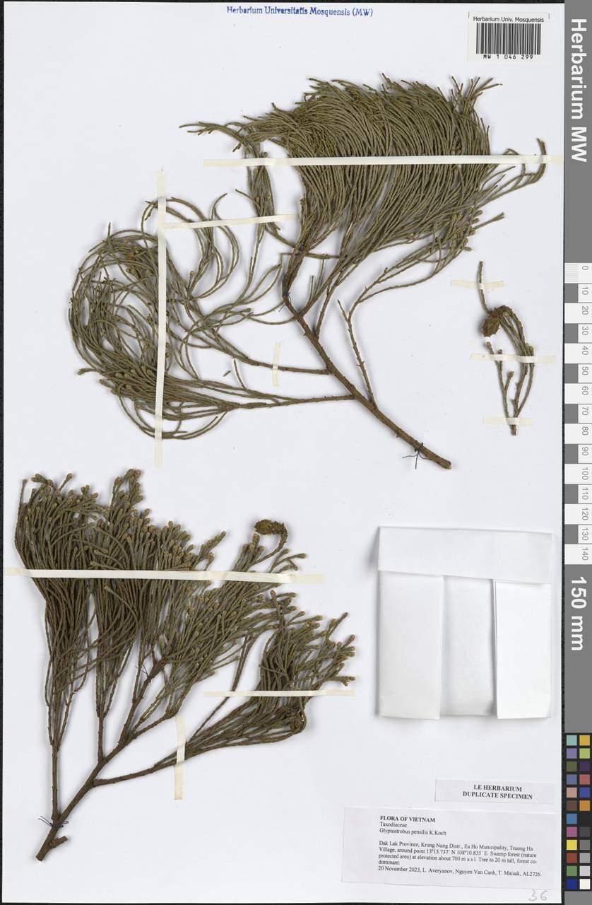 Glyptostrobus pensilis (Staunton ex D.Don) K.Koch, Зарубежная Азия (ASIA) (Вьетнам)