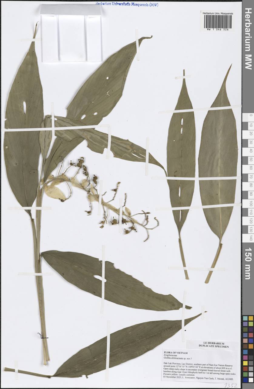 Globba albobracteata N.E.Br., Зарубежная Азия (ASIA) (Вьетнам)