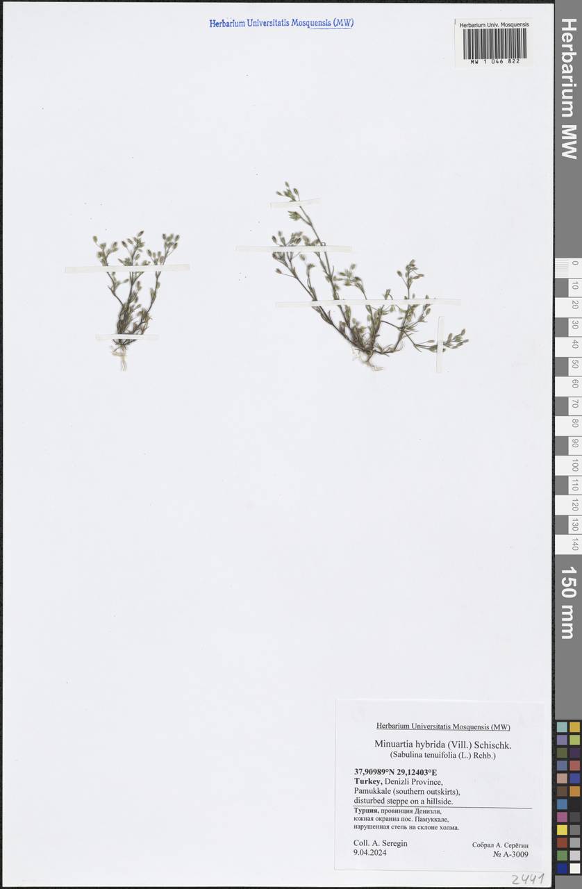 Sabulina tenuifolia subsp. hybrida (Vill.) Dillenb., Зарубежная Азия (ASIA) (Турция)