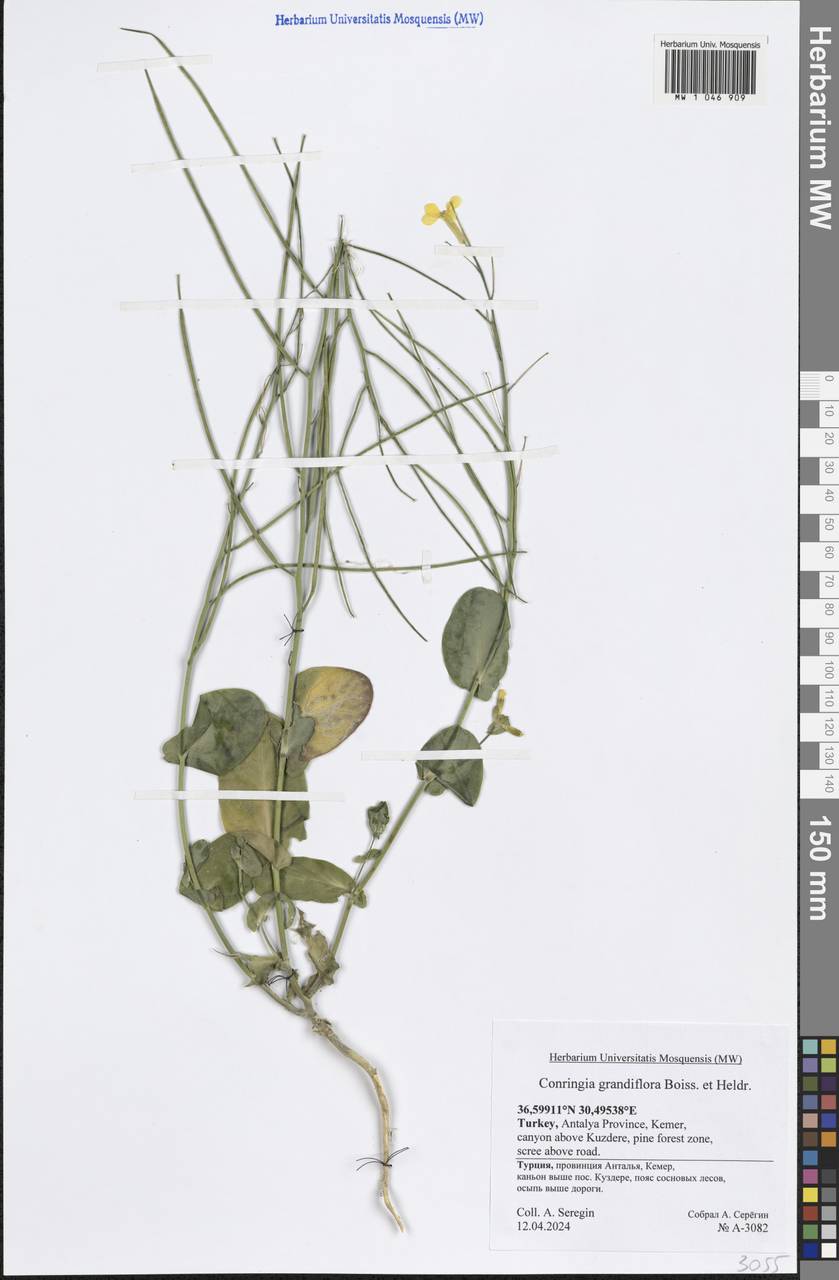 Conringia grandiflora Boiss. & Heldr., Зарубежная Азия (ASIA) (Турция)