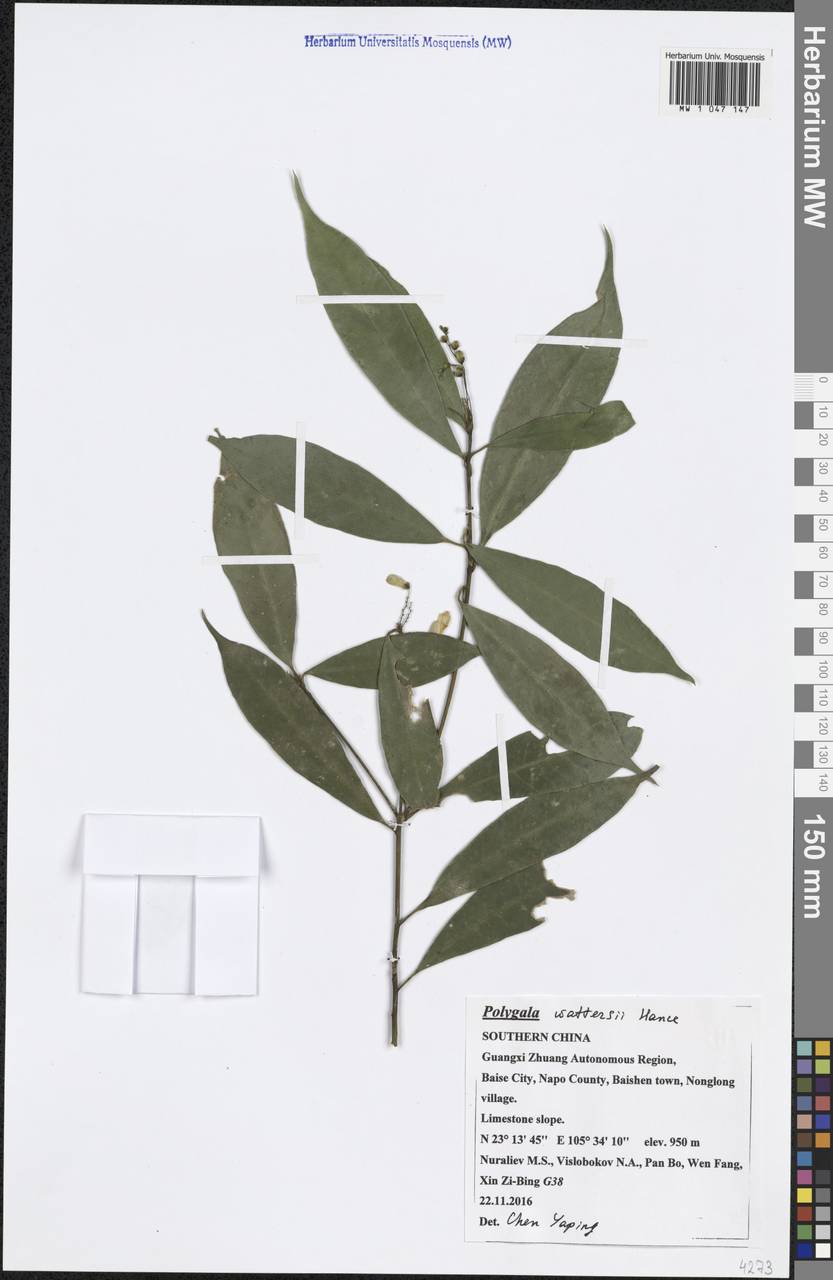 Polygala wattersii Hance, Зарубежная Азия (ASIA) (КНР)