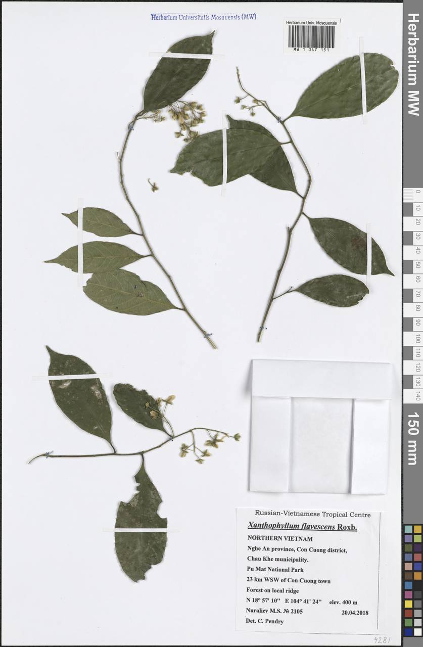 Xanthophyllum flavescens Roxb., Зарубежная Азия (ASIA) (Вьетнам)