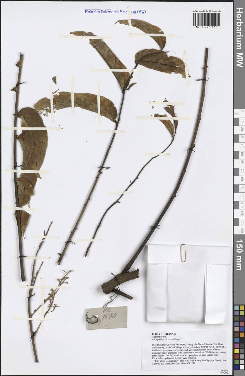 Allospondias lakonensis (Pierre) Stapf, Зарубежная Азия (ASIA) (Вьетнам)