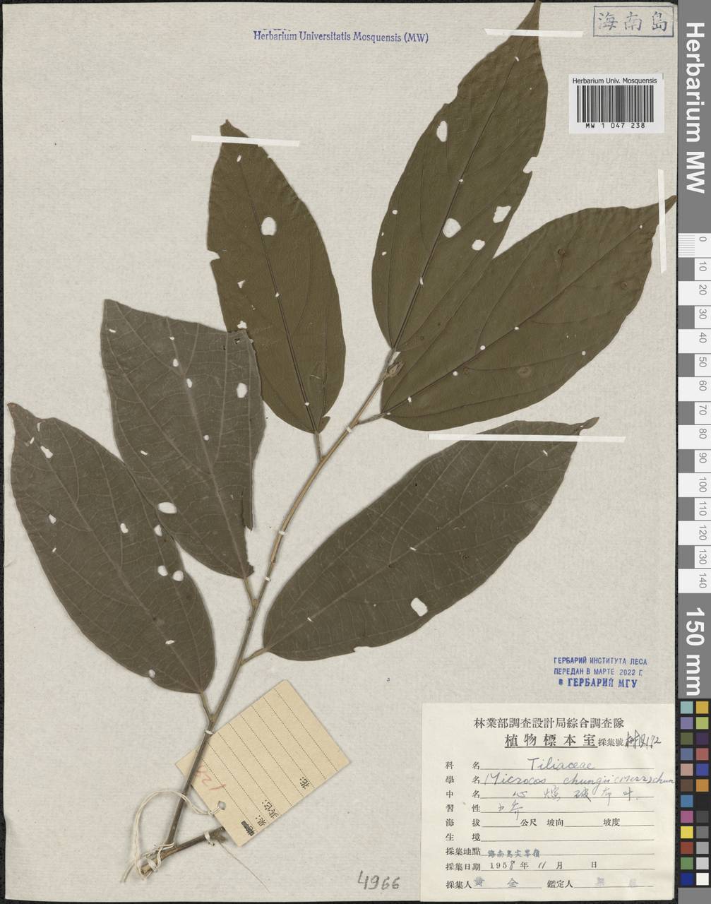 Microcos chungii (Merr.) Chun, Зарубежная Азия (ASIA) (КНР)