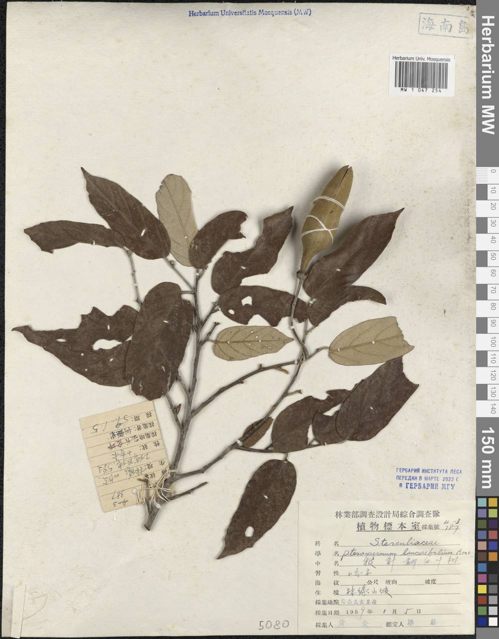 Pterospermum lanceifolium Roxb. ex DC., Зарубежная Азия (ASIA) (КНР)