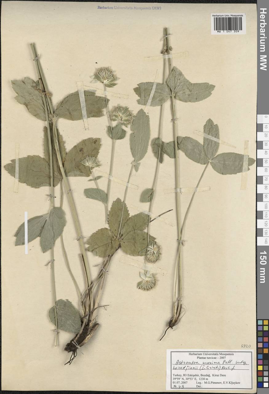 Astrantia maxima subsp. haradjianii (I.Grinţ.) Rech.fil., Зарубежная Азия (ASIA) (Турция)